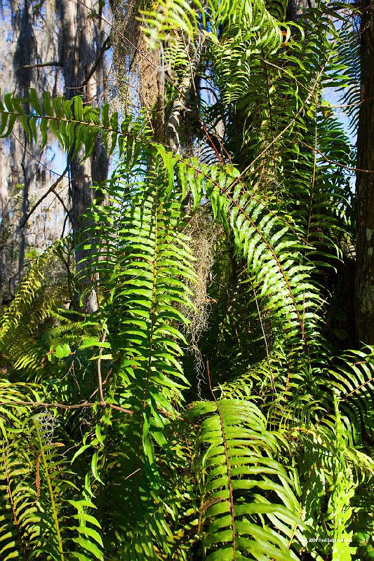 20090220_153425 D3 P1 3400x5100 srgb.jpg - Loxahatchee National Wildlife Preserve